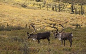 Where do on sale caribou live